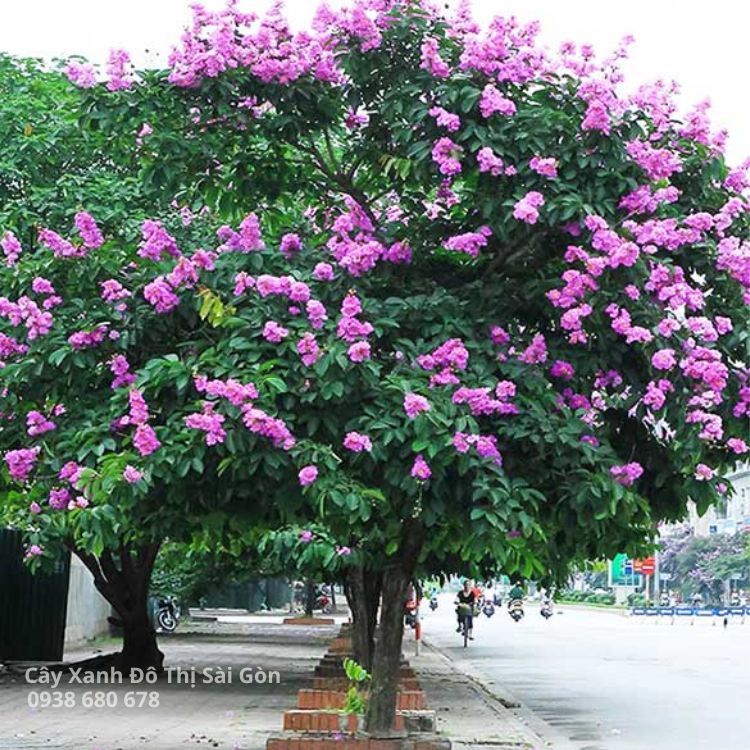 Cây Bằng Lăng Tím