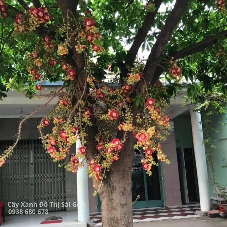 Cây Sala